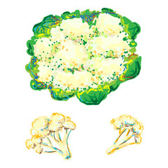 Fresh cauliflower. Piece of cauliflower