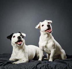 Jack Russell terrier puppy and female