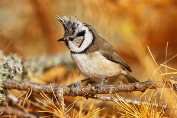 Fototapeta premium Crested tit