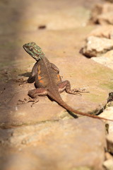Rainbow agama (Agama Agama) in Ghana
