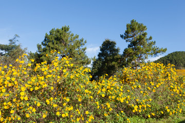 Field of yellow flowers on the mountain.