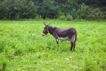 donkey on meadow