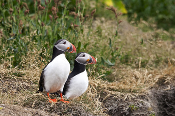 Puffin pair stands on grassy slope in wild Iceland