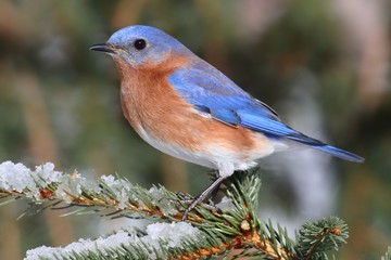 Male Eastern Bluebird in Snow