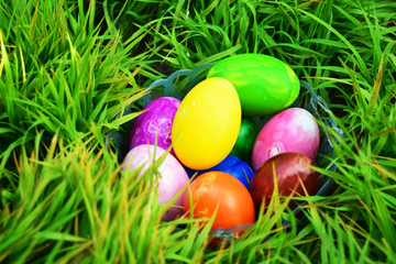 Easter Eggs with Fresh Green Grass over white background