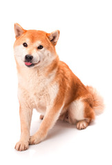 Shiba Inu sits on a white background