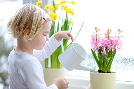 Little Girl Giving Water To Flowers On The Window