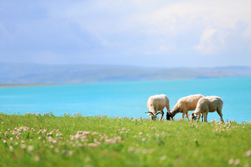 Obraz premium Sheep graze in meadow near lake