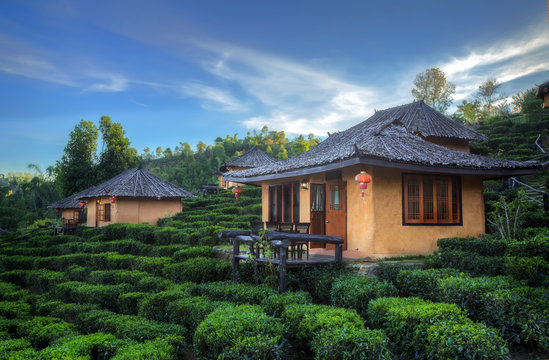 Tea Plantation and hut in Ban Rak Thai