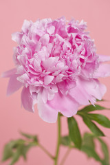 シャクヤクの花