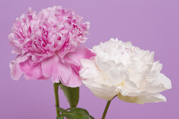 シャクヤクの花