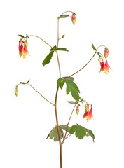 Flowers of wild columbine (Aquilegia canadensis) isolated on whi