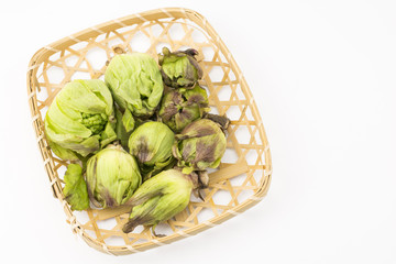 ざるの上の収穫したフキノトウ