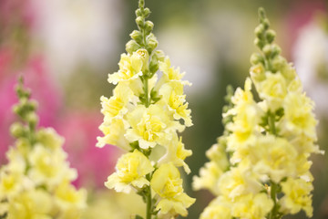 キンギョソウの花畑
