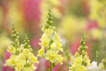 キンギョソウの花畑