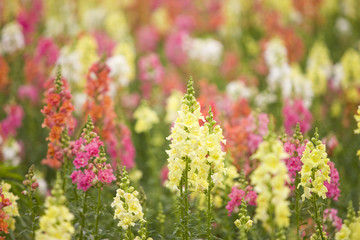 キンギョソウの花畑