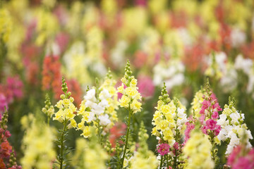 キンギョソウの花畑