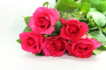 Fototapeta na wymiar Pink roses