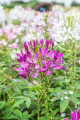Fototapeta premium Pink And White Spider flower(Cleome hassleriana) in the garden
