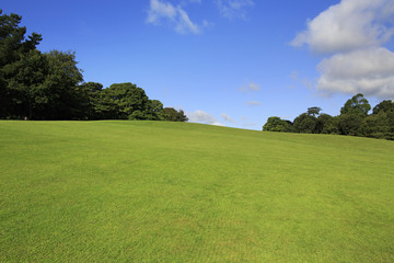Beautiful green lawn in summer park.