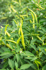 close up green pepper or green chili in field.