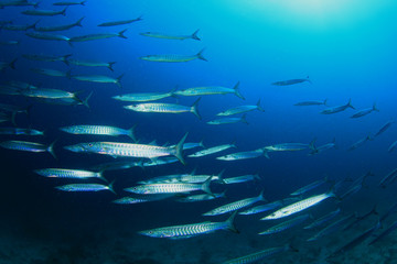 Fototapeta premium Barracuda Fish