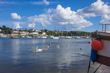 Swans Saltash Cornwall England UK