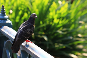Pigeon perched on the the bridge.