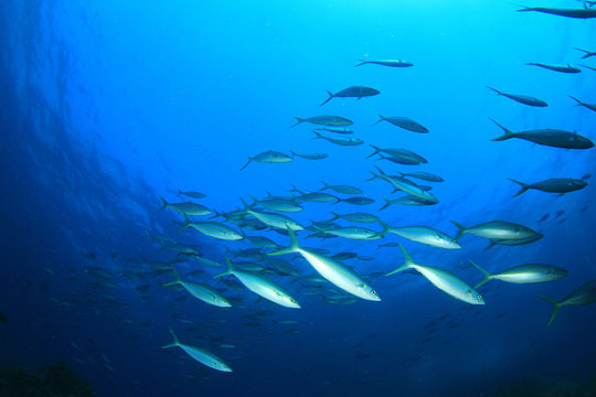 School of fish in blue water