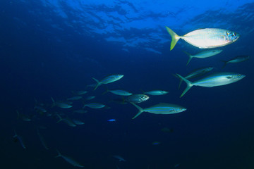 Sardines fish school in ocean