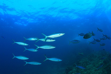 Fototapeta na wymiar Sardines fish school in ocean