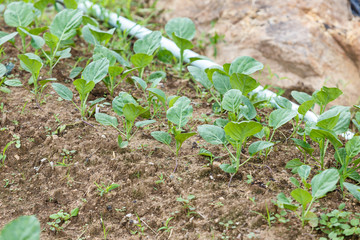 Kale vegetable garden plant