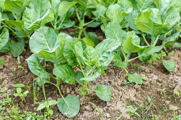 Kale vegetable garden plant