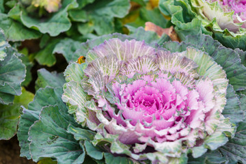 Obraz premium Purple lettuce plant