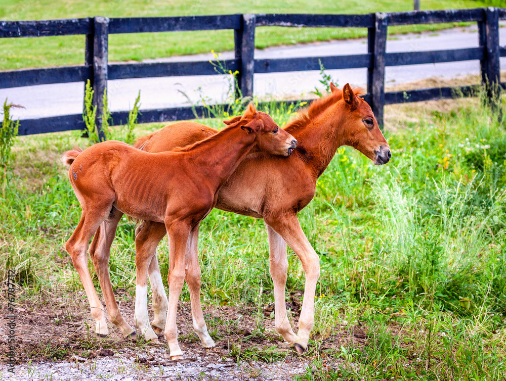 Canvas Prints Two colts