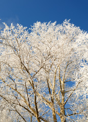 tree branches covered with snow