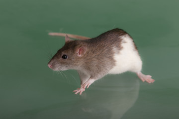 domestic rat
