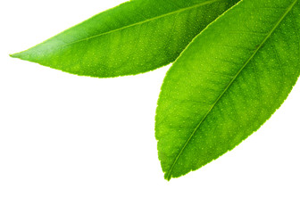 Citrus leaves