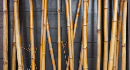 Yellow bamboo fence background on the black wood