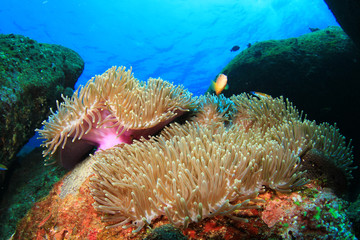 Fototapeta na wymiar Anemone on coral reef