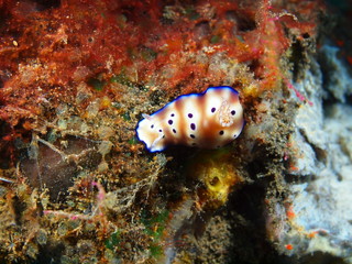 True sea slug, Island Bali, Tulamben