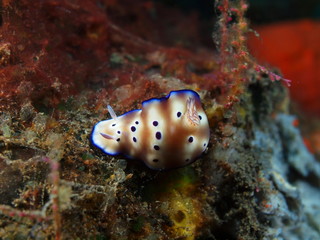 True sea slug, Island Bali, Tulamben