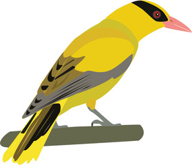 cute oriole vector