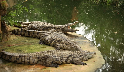 crocodiles du nil