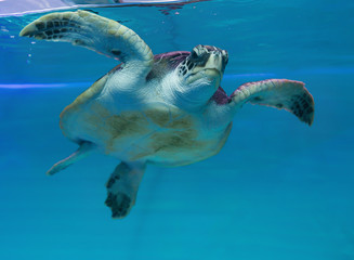 see turtle swimming in aqurium