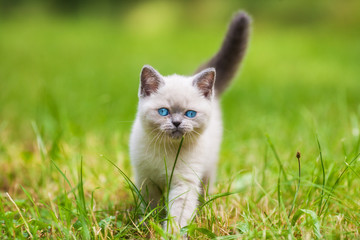 Naklejka na ściany i meble Cute little siamese kitten walking on the grass