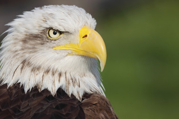 bald eagle