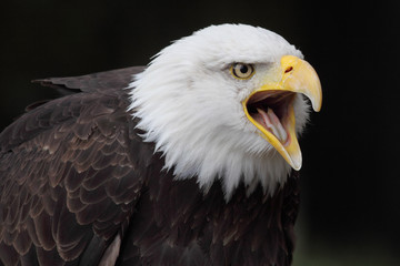 bald eagle