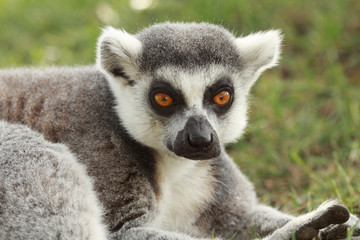 Lemur