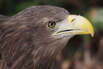 european eagle